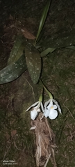 author not stated, no rights reserved Trichopilia fragrans, photograph author not stated, no rights reserved