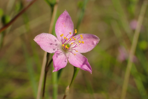 Phemeranthus rugospermus