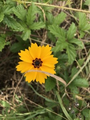 Coreopsis basalis