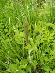 Alopecurus pratensis