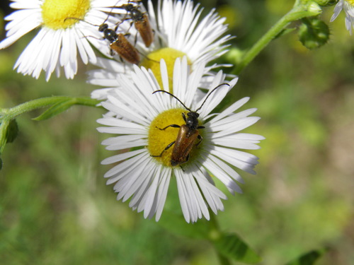 Mažūninis Grybsekis