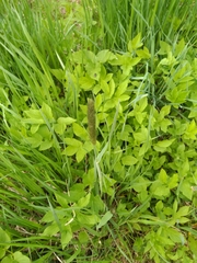 Alopecurus pratensis