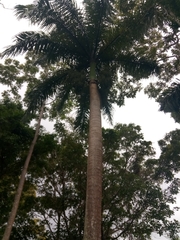 Roystonea borinquena