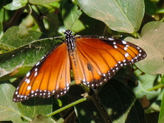 Danaus eresimus montezuma