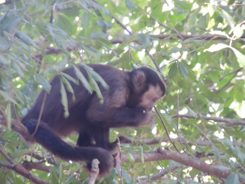 Black capuchin