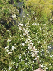 Spiraea cinerea
