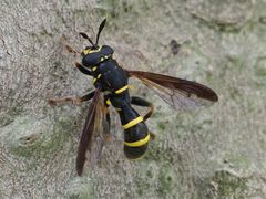 Sphiximorpha subsessilis