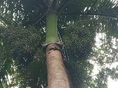 Roystonea borinquena