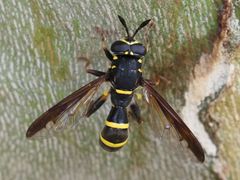 Sphiximorpha subsessilis