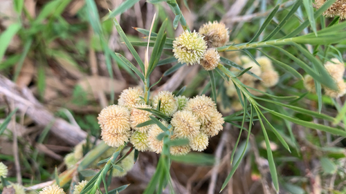 Acanthocarpus preissii, photograph 6