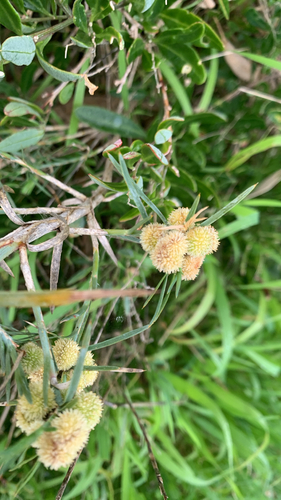 Acanthocarpus preissii, photograph 5