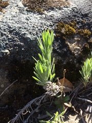 Erigeron petrophilus