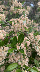 Spyridium globulosum, photograph (c) Millie Brady, some rights reserved (CC BY)