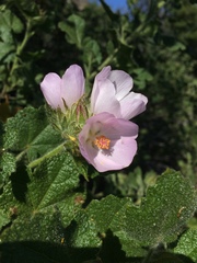 Malacothamnus lucianus