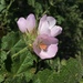 Arroyo Seco Bush-Mallow - Photo (c) Mike Splain, some rights reserved (CC BY-ND), uploaded by Mike Splain