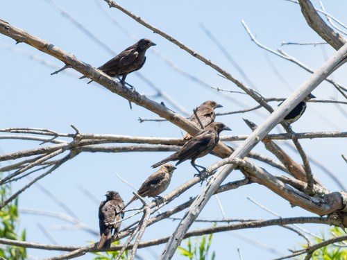 Brown-headed Cowbird