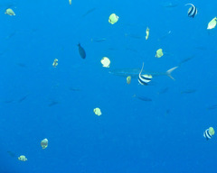 Elagatis bipinnulata