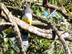 Trogon citreolus