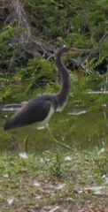 Egretta tricolor