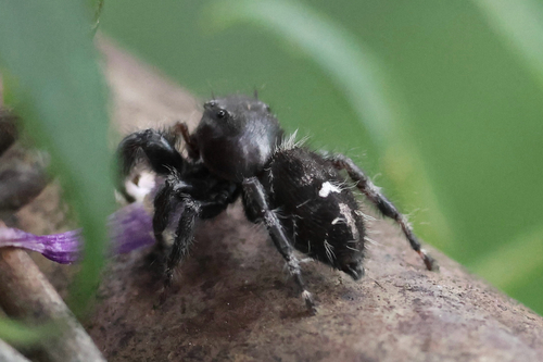 Bold Jumping Spider