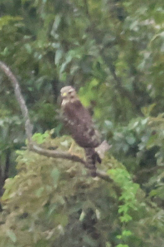 Red-shouldered Hawk