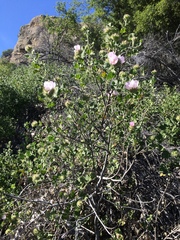 Malacothamnus lucianus