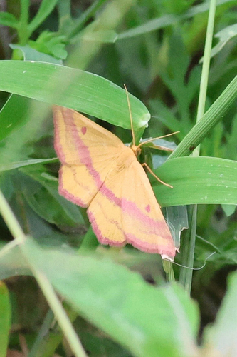 Chickweed Geometer Moth