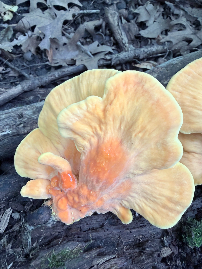 chicken of the woods · August 2026 · photo: Photo: (c) Erica Tava Johnson, some rights reserved (CC BY) · iNaturalist