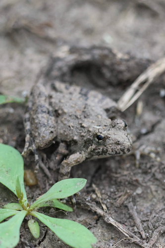 Blanchard's Cricket Frog