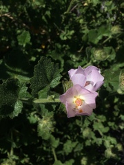 Malacothamnus lucianus