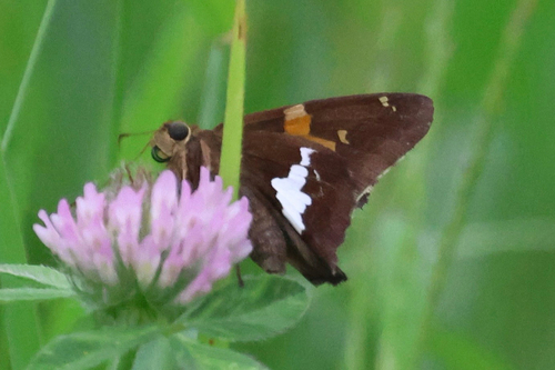 Silver-spotted Skipper