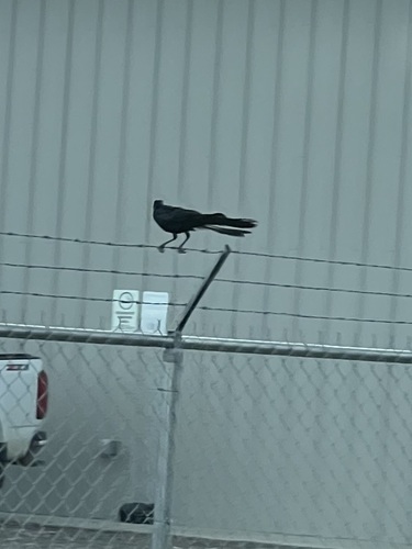 Great-tailed Grackle
