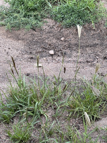 feather finger grass