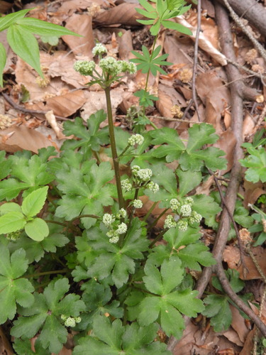wood sanicle