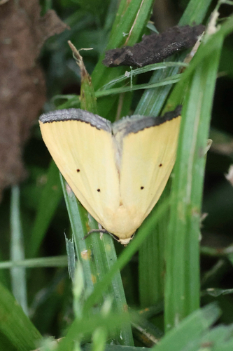 Black-bordered Lemon Moth