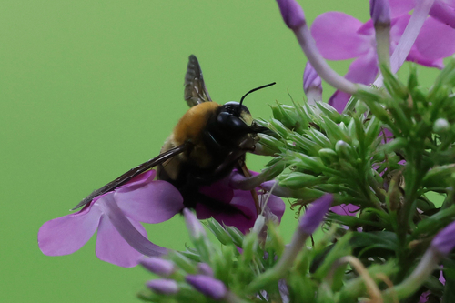 Eastern Carpenter Bee