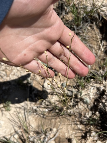 Linum puberulum