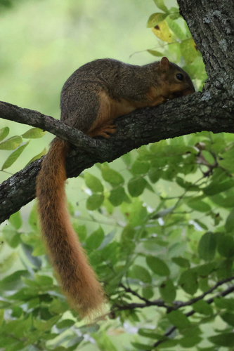 Eastern Fox Squirrel