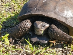 Gopherus polyphemus
