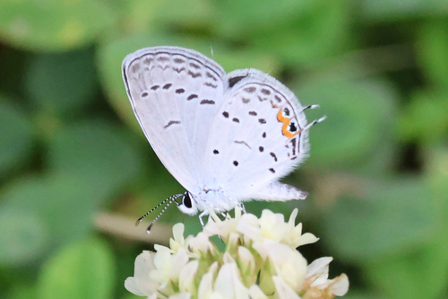 Eastern Tailed-Blue