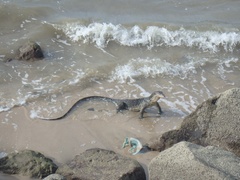 Varanus salvator macromaculatus