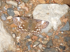 Erynnis montanus