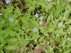 Memoremea scorpioides