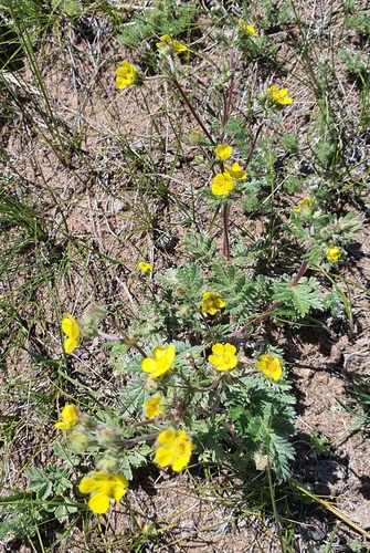 Potentilla sericea, photograph 5