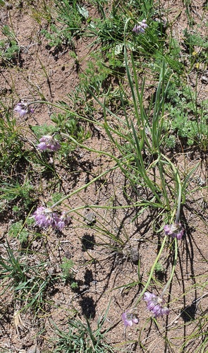 Allium prostratum, photograph 4