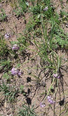 Allium prostratum, photograph (c) Urgamal Magsar, some rights reserved (CC BY)