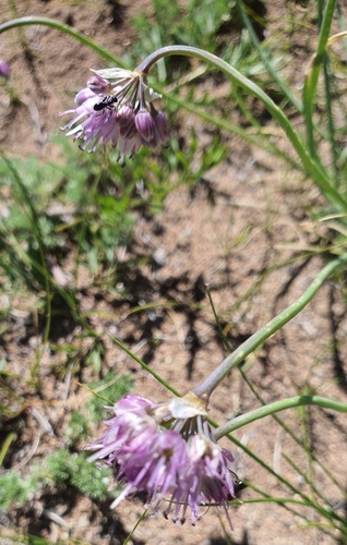 Allium prostratum, photograph 3