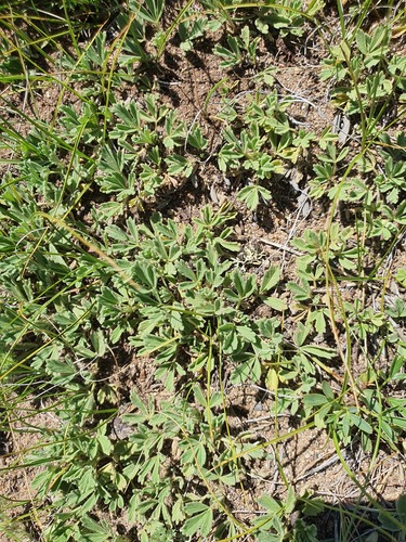 Potentilla acaulis, photograph 5