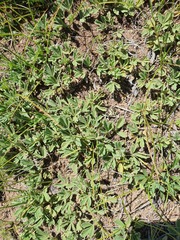 Potentilla acaulis, photograph (c) Urgamal Magsar, some rights reserved (CC BY)