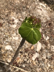 Jatropha gaumeri